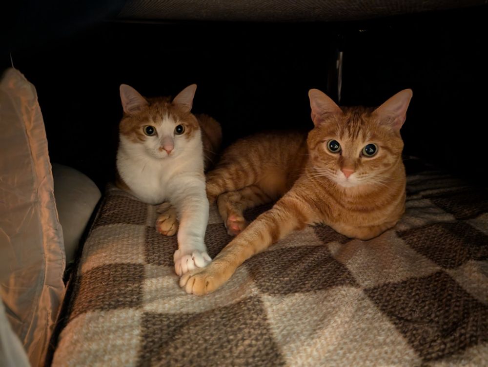 two cats holding paws 😁