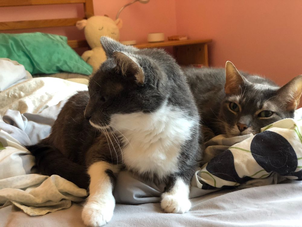 Walt and Moe snuggled up in bed. Moe (left) looks away from the camera and is in half-turkey mode. Walt (right) is in snake mode.