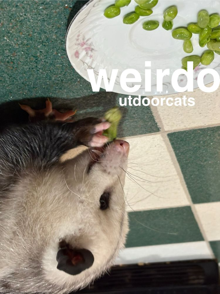 upside down pic of Mikey eating okra and edamame. there’s text near the top which says “weirdoutdoorcats” and it’s imitating the band american football’s album covers