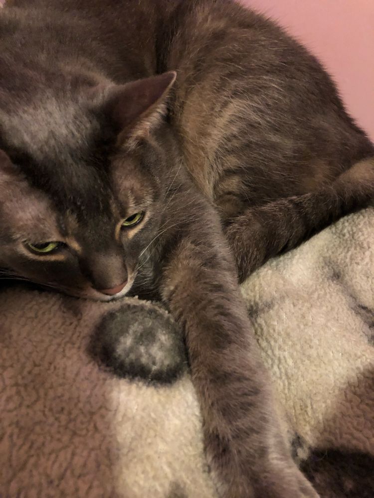 my grey tabby Walter Kitty