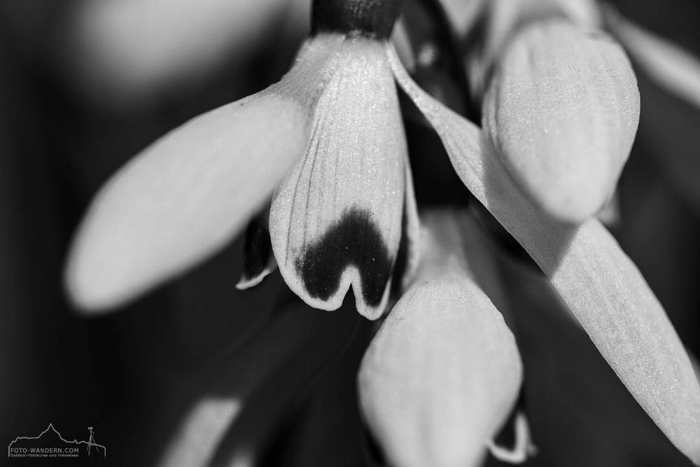 The image shows a close-up of a snowdrop in black and white. The flower has drooping, bell-shaped petals. Dark markings are visible on the inner petals. The image is sharp and highlights the details of the flower.