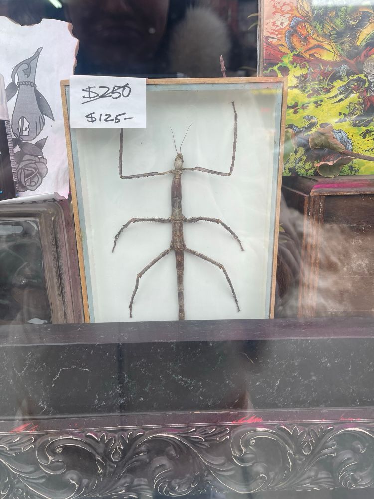 A stick bug, cruelly entrapped beneath glass in a frame