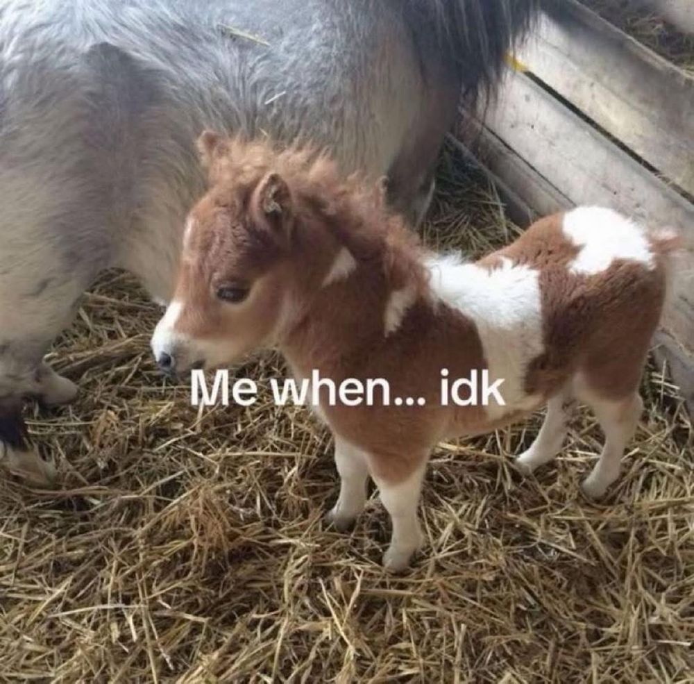photo of a mini horse with the caption "me when... idk"