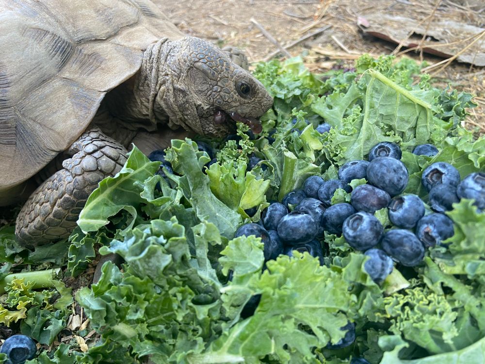 another photo of a desert tortoise eating some salad and blueberries mid-bite