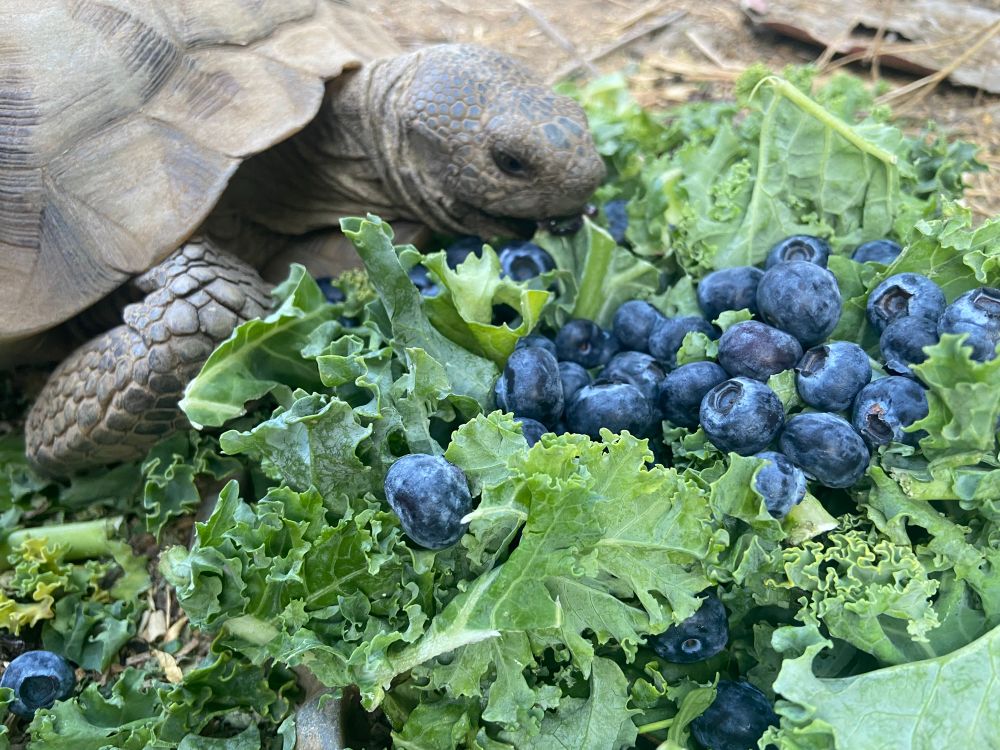 photo of a desert tortoise eating some salad and blueberries 
