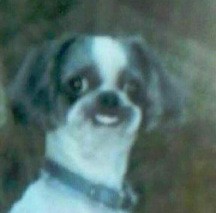 dog with a disturbing smile 