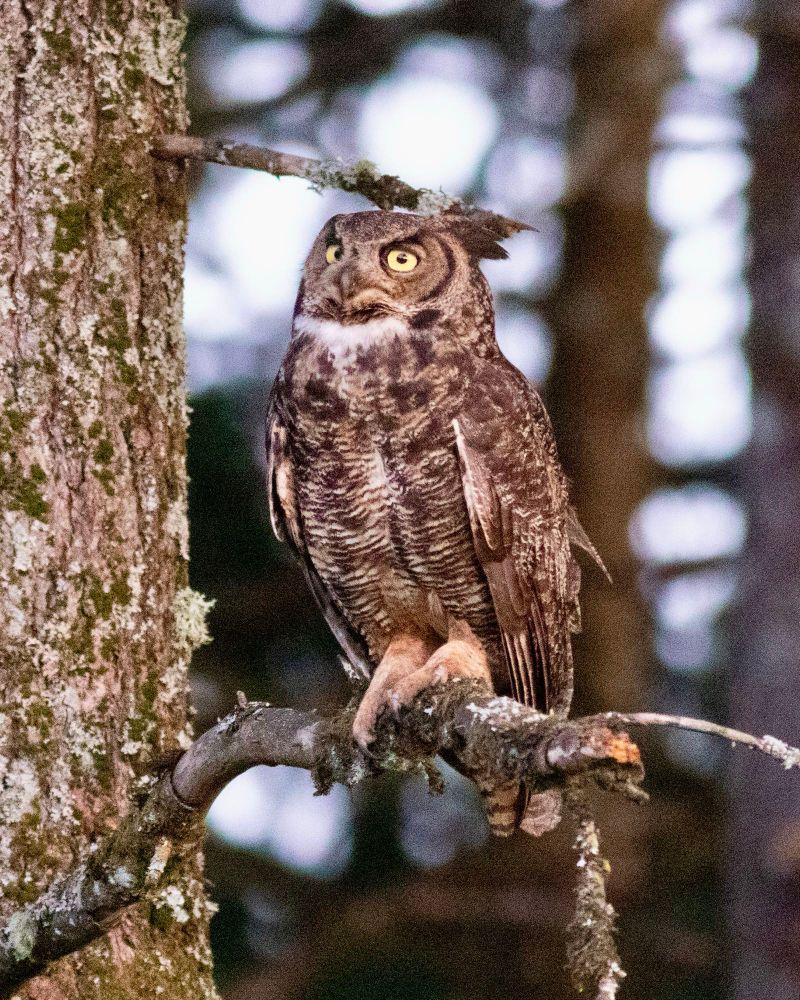 great horned owl sitting on a tree branch h looking slightly upward 