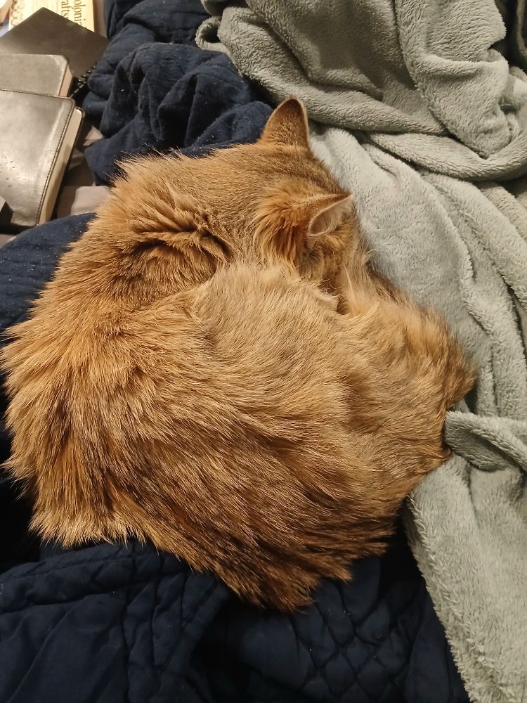 a picture of a fluffy brown tabby cat curled into a position that resembles a bunch 