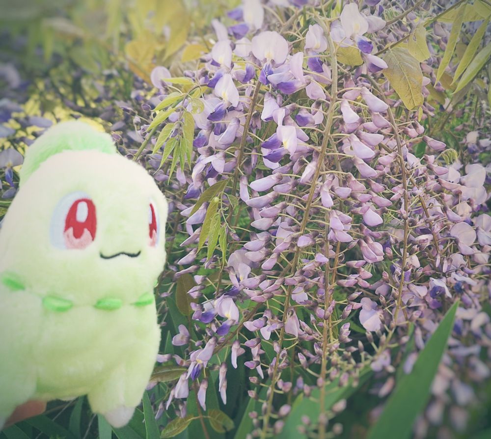 藤の花と並んで映るチコリータ(カラビナ付きマスコット)の写真です