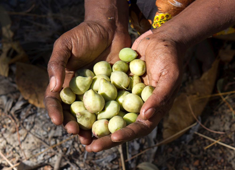 Indigenous farers cultivate Kakadu plum for the bushfoods industry