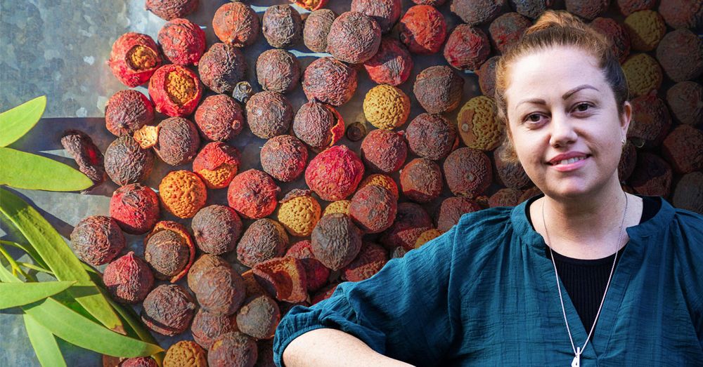 Dr Alana Gall will lead a research project on traditional Indigenous bush medicines, such as sandalwood tree seeds.