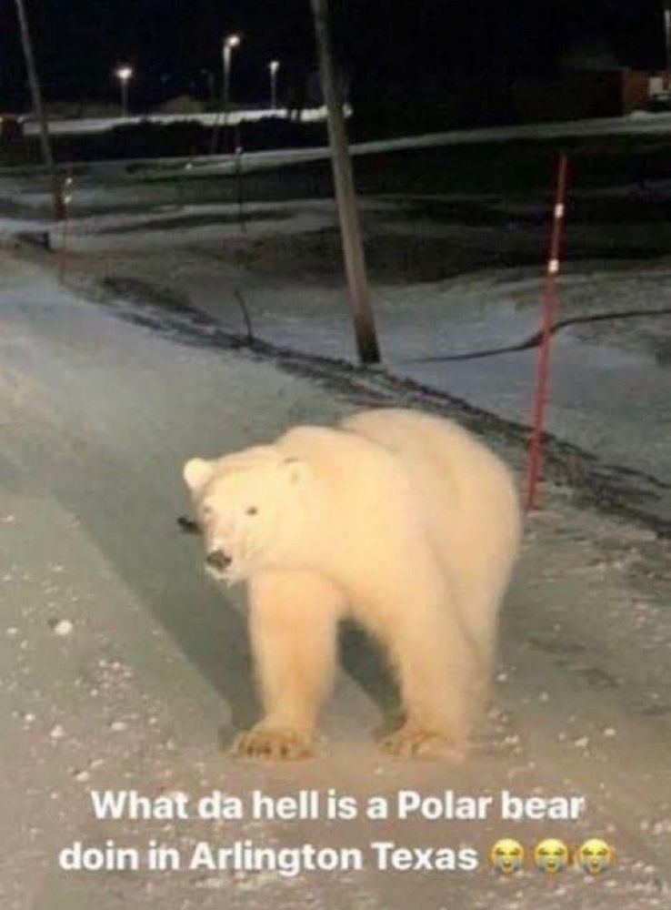 What da hell is a Polar bear doin in Arlington Texas 
