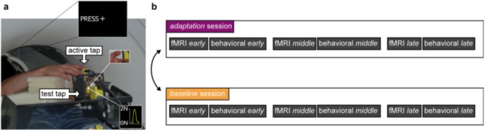 Dynamic changes in somatosensory and cerebellar activity mediate temporal recalibration of self-touch - Communications Biology