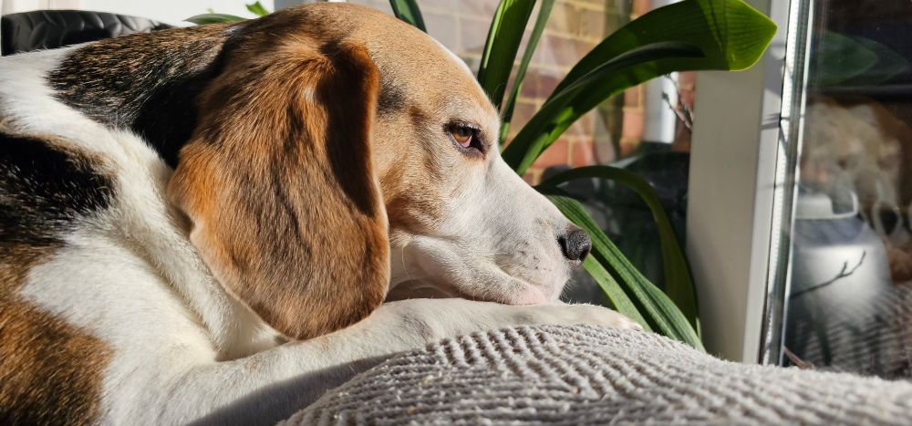 A beagle laying in the sunshine