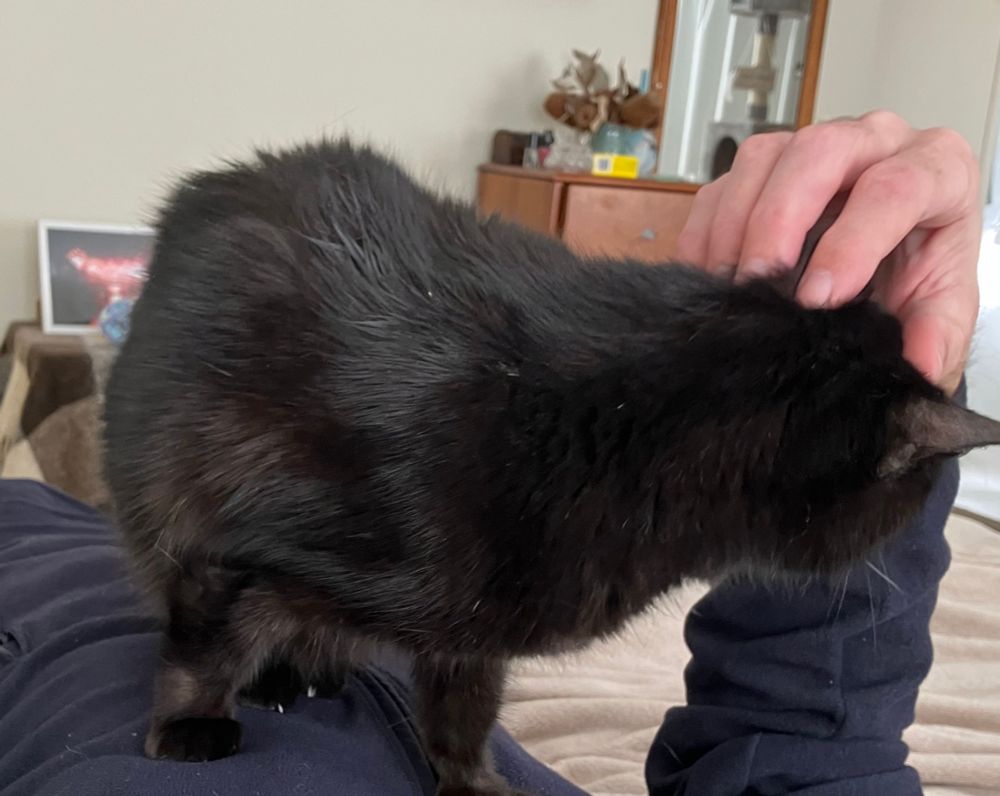 Black tabby crouched on a man's chest enjoying a head scratch. 