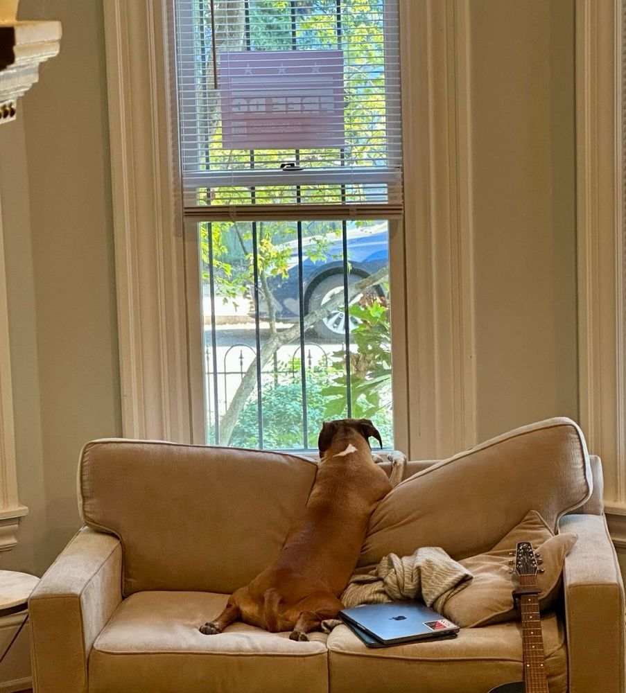 Ruth—an adorable boxer/pit mix—stares out the window as MPD, ICE, and ATF invade our neighbor. She doesn’t like it. 
