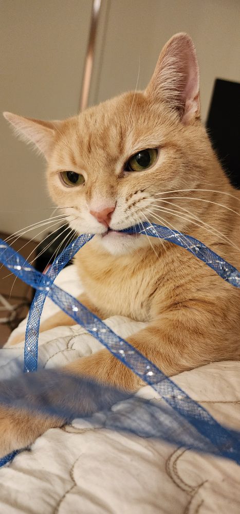 orange cat laying on a white quilt, holding a toy in his mouth. the toy is a length of blue stretchy bungee material 