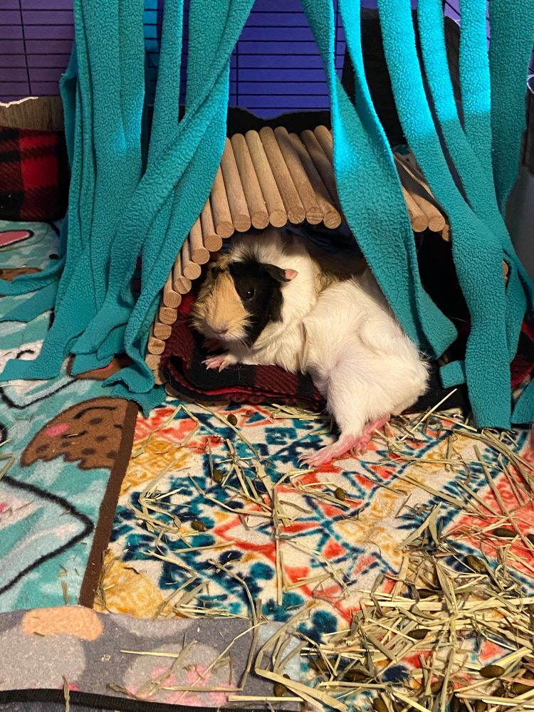 A guinea pig lying down at the entrance of a wooden tunnel  