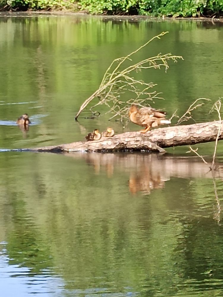 Auf dem Bild ist ein Ausschnitt eines kleinen Sees zu sehen. Ein Baum liegt halb im Wasser. Auf dem Baumstamm ist eine Große Mama Ente und ihre zwei Küken zu sehen. Links im Hintergrund schwimmt eine weitere Ente auf die drei zu. 