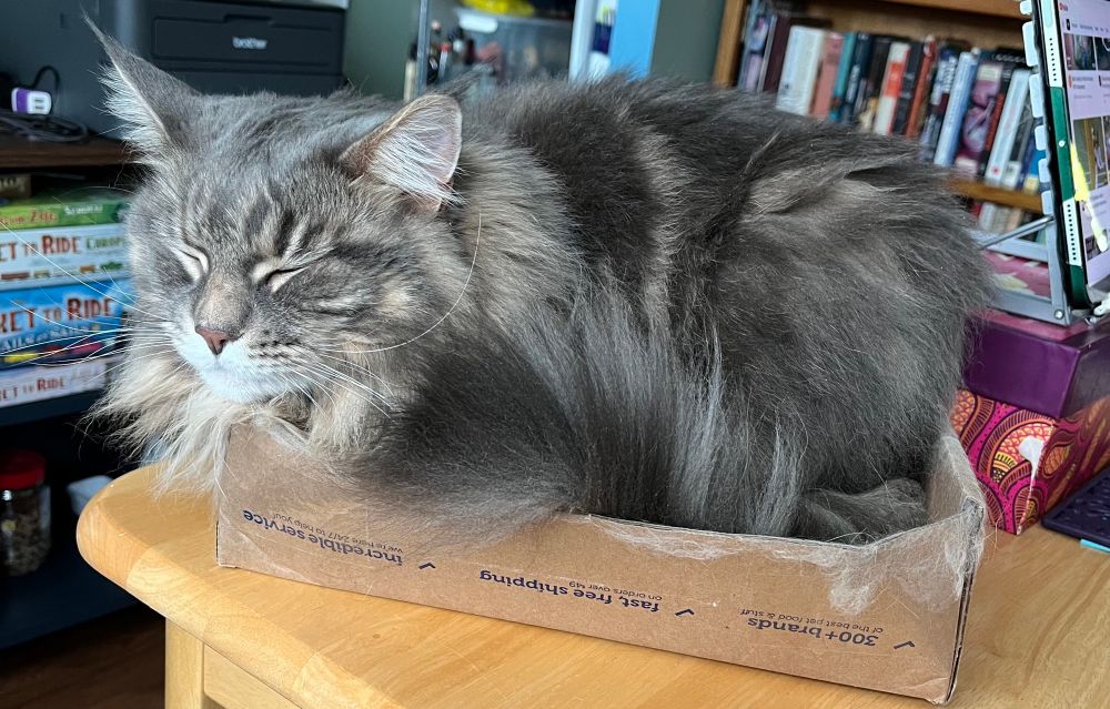Large blue tabby Maine Coon cat is all squinched up to fit in a box suited to a normal sized cat. Her big giant head hangs out, eyes squeezed shut in satisfaction.