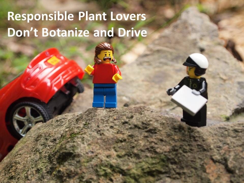 Two worried Lego figures stand on a rock next to a wrecked toy car.  Text above them reads "Responsible Plant Lovers Don't Botanize and Drive."