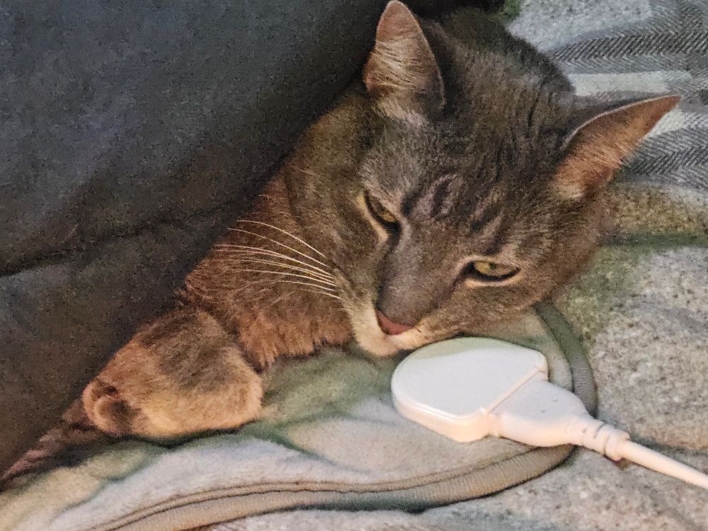 A gray and tan tabby with green eyes is lounging luxuriously on a gray heating pad and covered with a gray blanket.