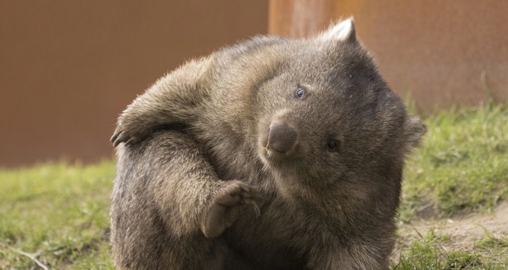 Ein chonky wombat der sich an der futt kratzt 