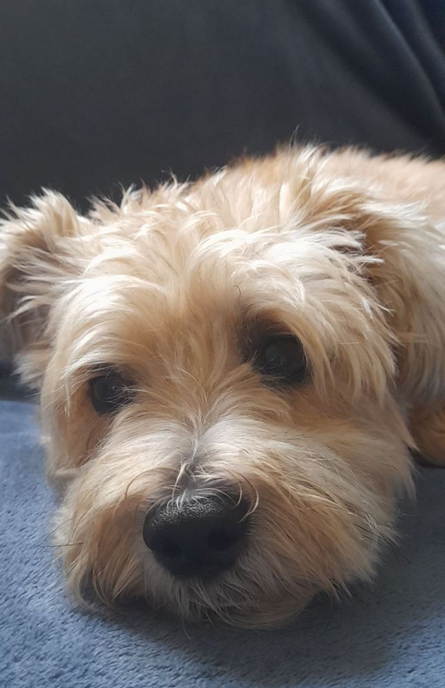 Image of small terrier, golden-haired Yorkie-Bichon cross