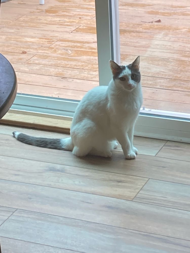 Arctic sitting on a wooden floor in front of a sliding glass door. He’s mostly white, with gray ears and tail.