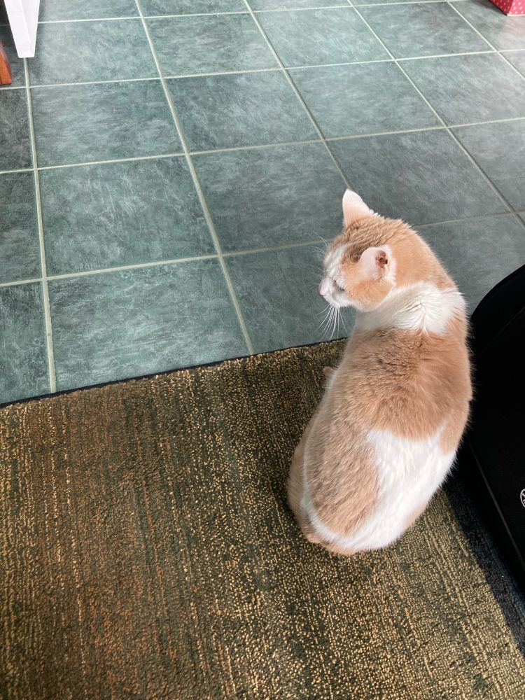 Cinderella sitting next to my guitar case. She’s facing away from the camera and looking to the left.