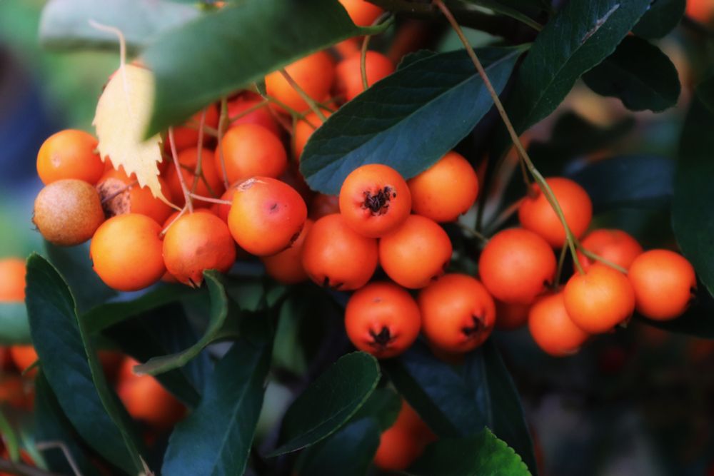 Feuerdornbeeren zwischen Blättern des Strauchs.