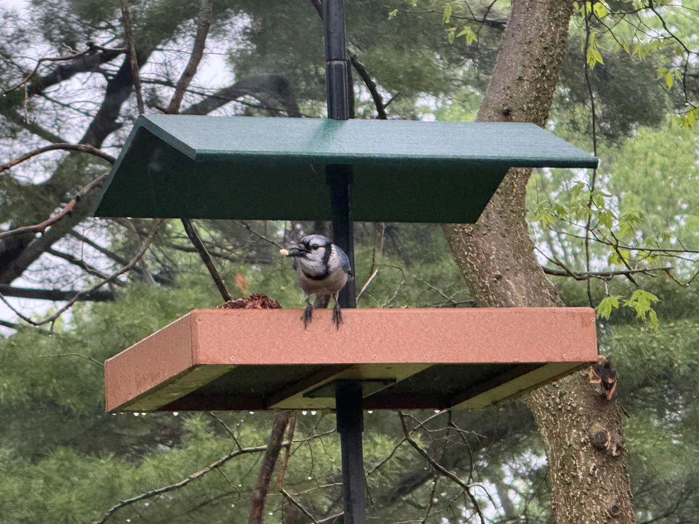 A blue jay perches on a tray feeder with a green roof. Water droplets bead up on the bottom of the tray feeder on a gloomy, rainy spring day. The jay carries a prized peanut in its beak.