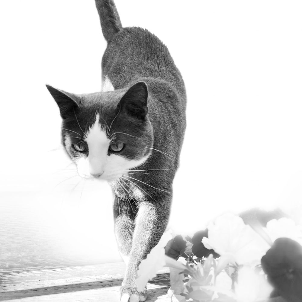 Gray and white cat on a white background, artistic photo 
