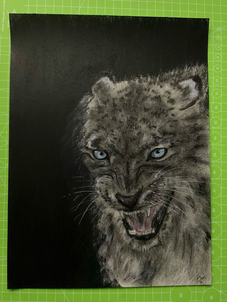 a quite feisty Snow Leopard in charcoal on charcoal backround