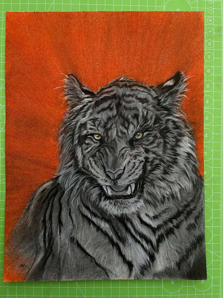 A charcoal Tiger looking slightly to the left on pastel orange/ charcoal backround. Yellowish color of the wide open eyes
