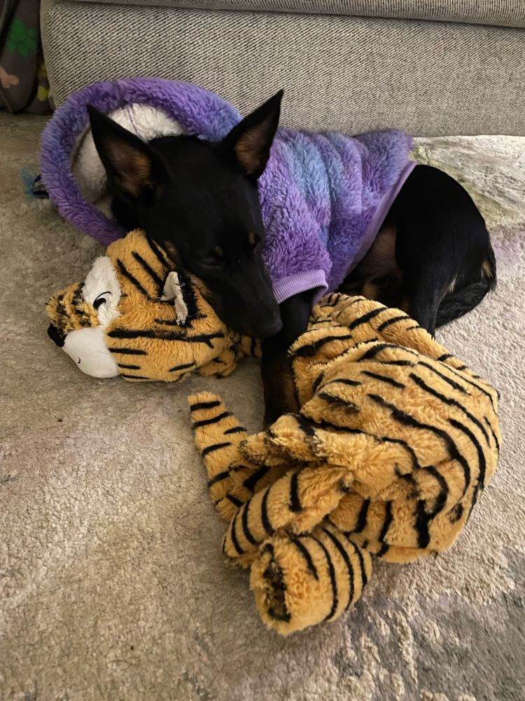 A small black puppy wearing a purple Sherpa fleece hoodie passed out on a tiger toy.