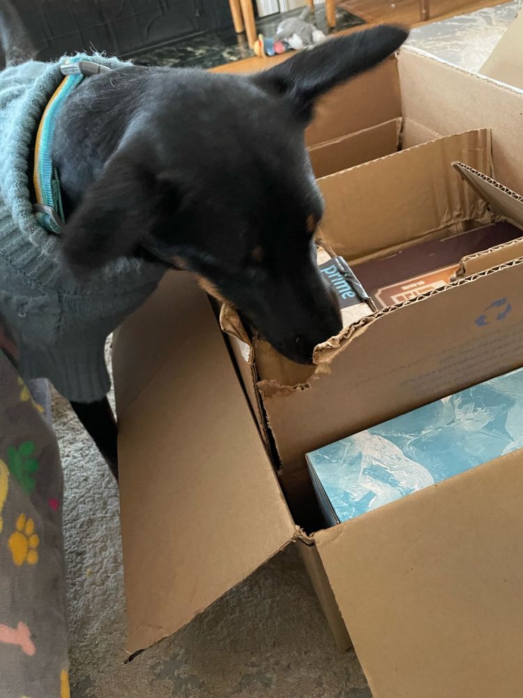 A small black dog in a blue turtleneck sweater gnaws on the corner of a pile of boxes.