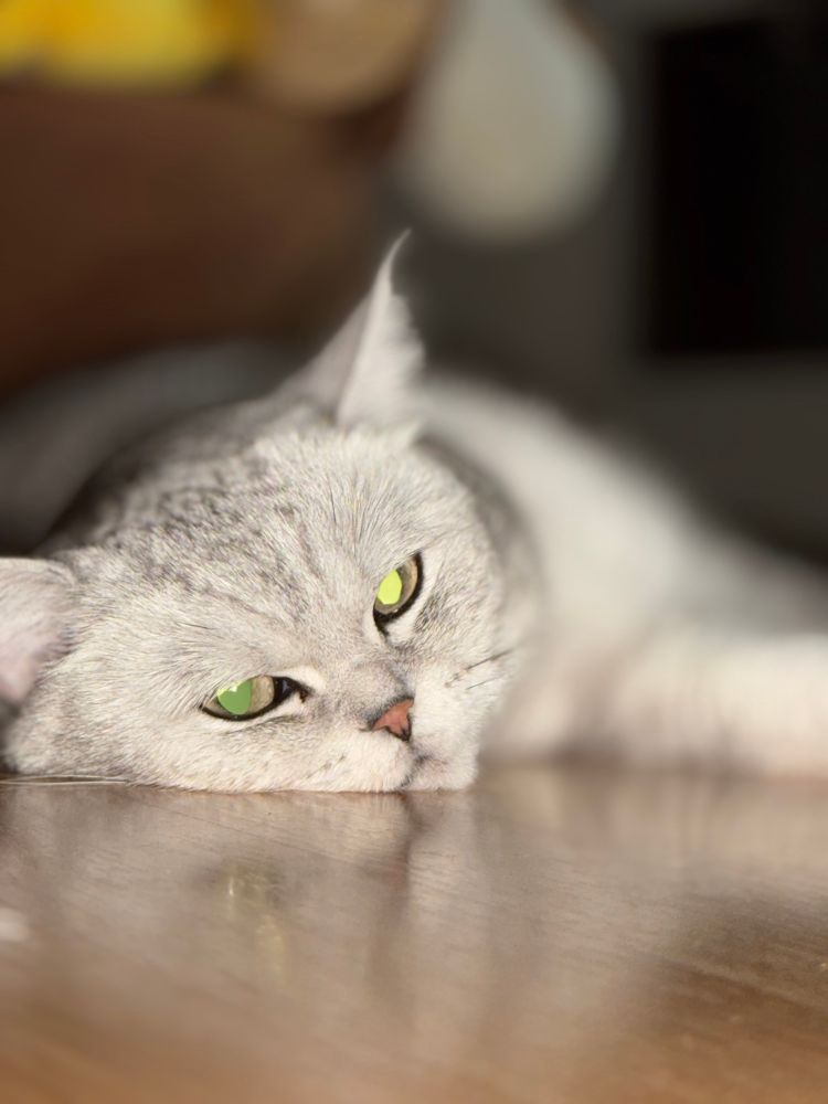 Kater Boris liegt ziemlich faul rum: Er liegt sehr flach auf dem Boden und glotzt in die Kamera. Wat nen süßer.