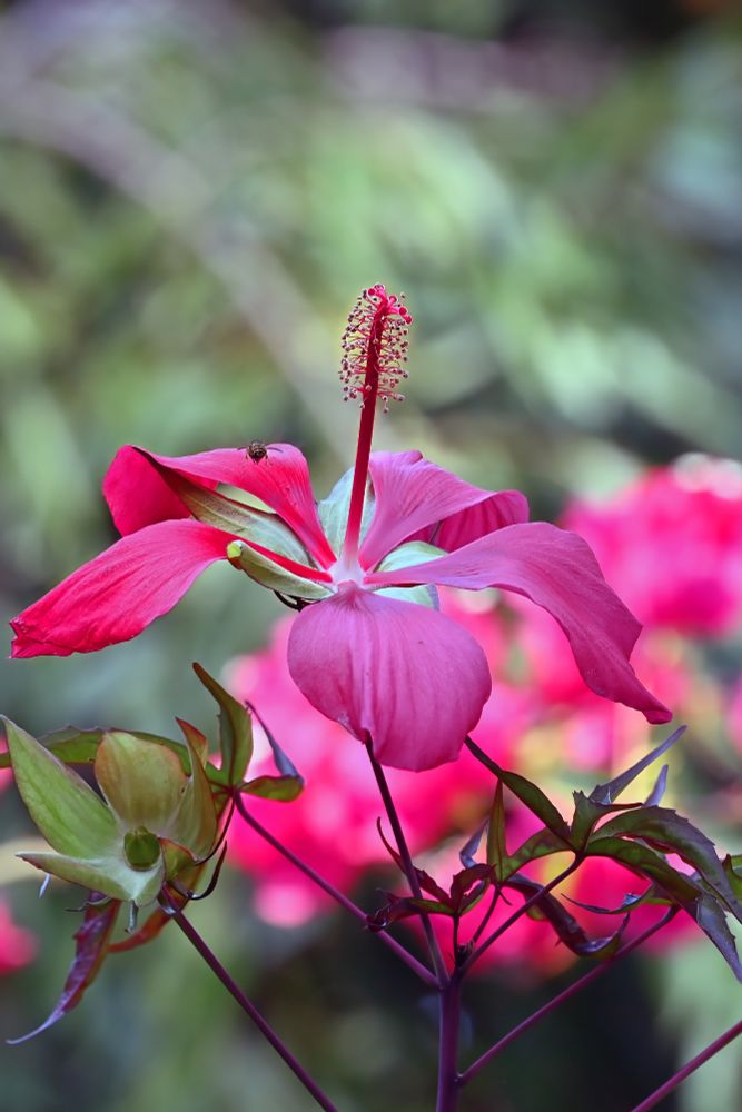 Iris japonica hosting a bee (I think) on the rear-left petal. Note that I'm totally unqualified for describing plants being a former cancer researcher.