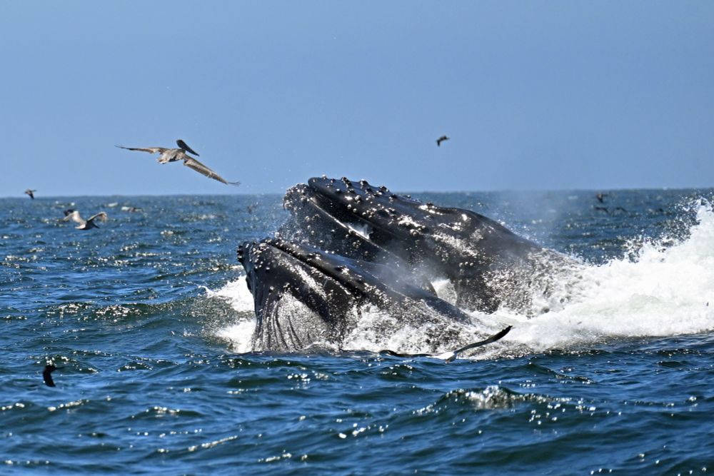 
Humpback whale couple, pelican left center trying to avoid being accidentally swallowed. 