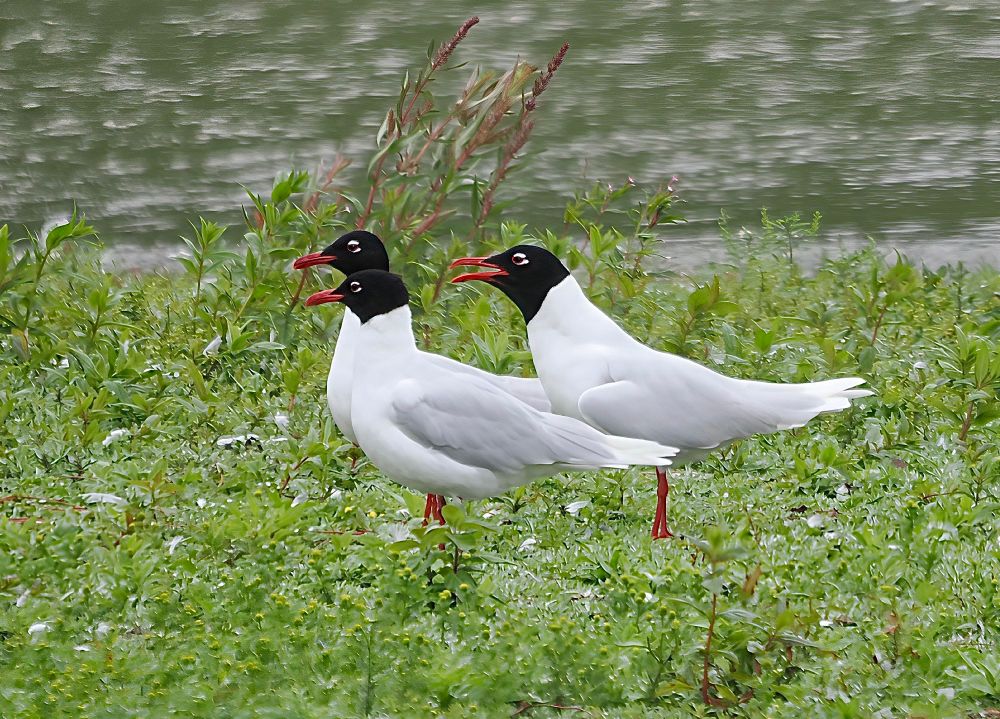A trio of Mediterranean Gulls. 