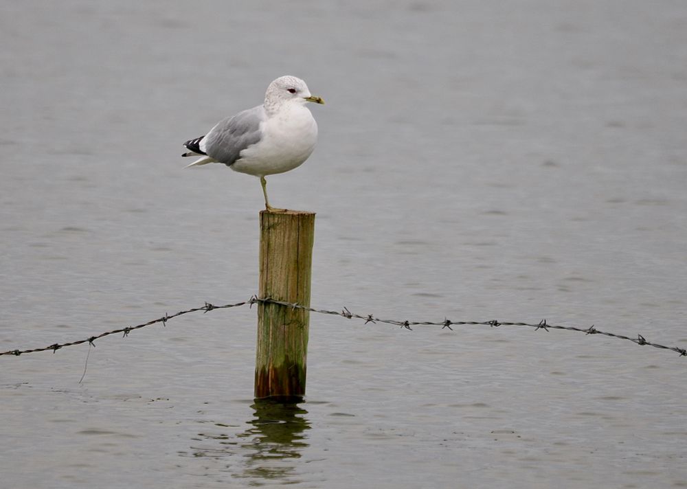 Common Gull standing on a post. 