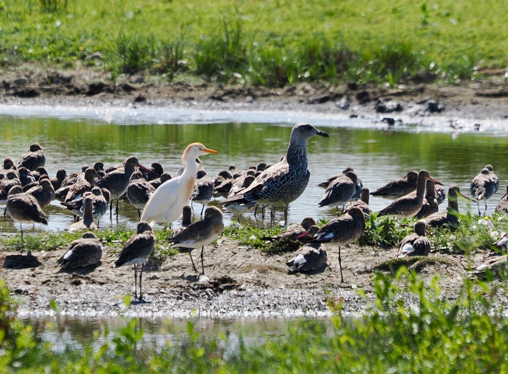 Cattle Egret