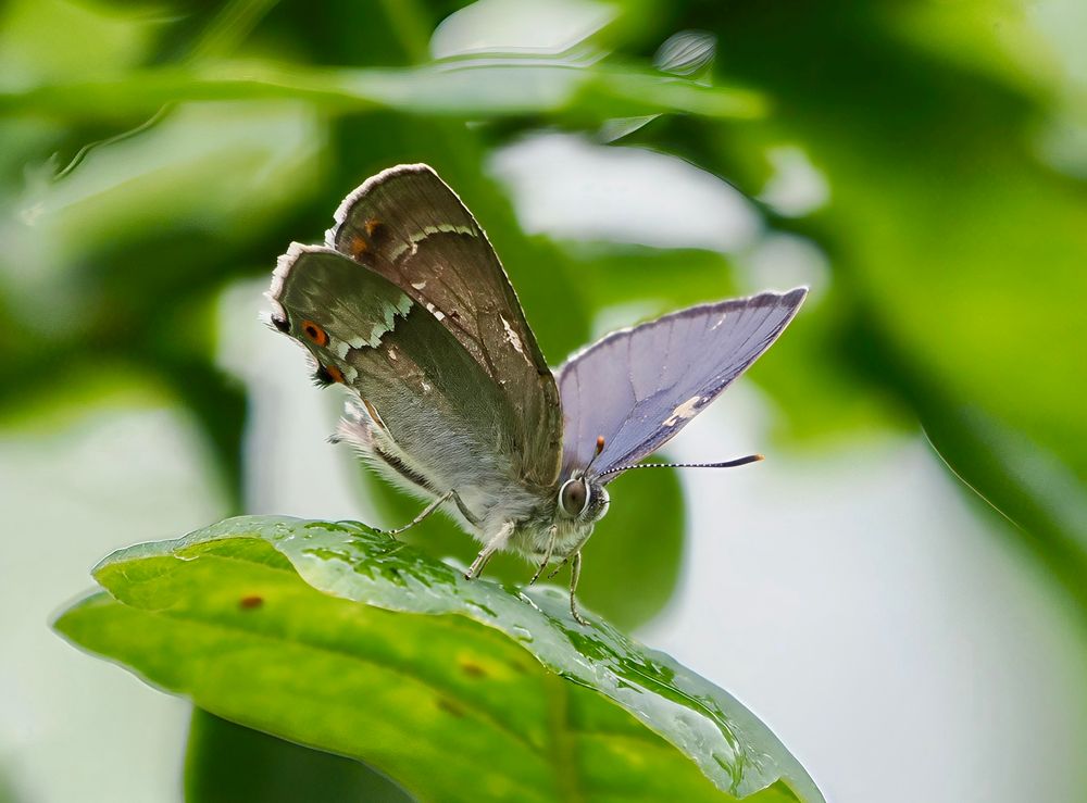 Purple Hairstreak with wings partially open. 