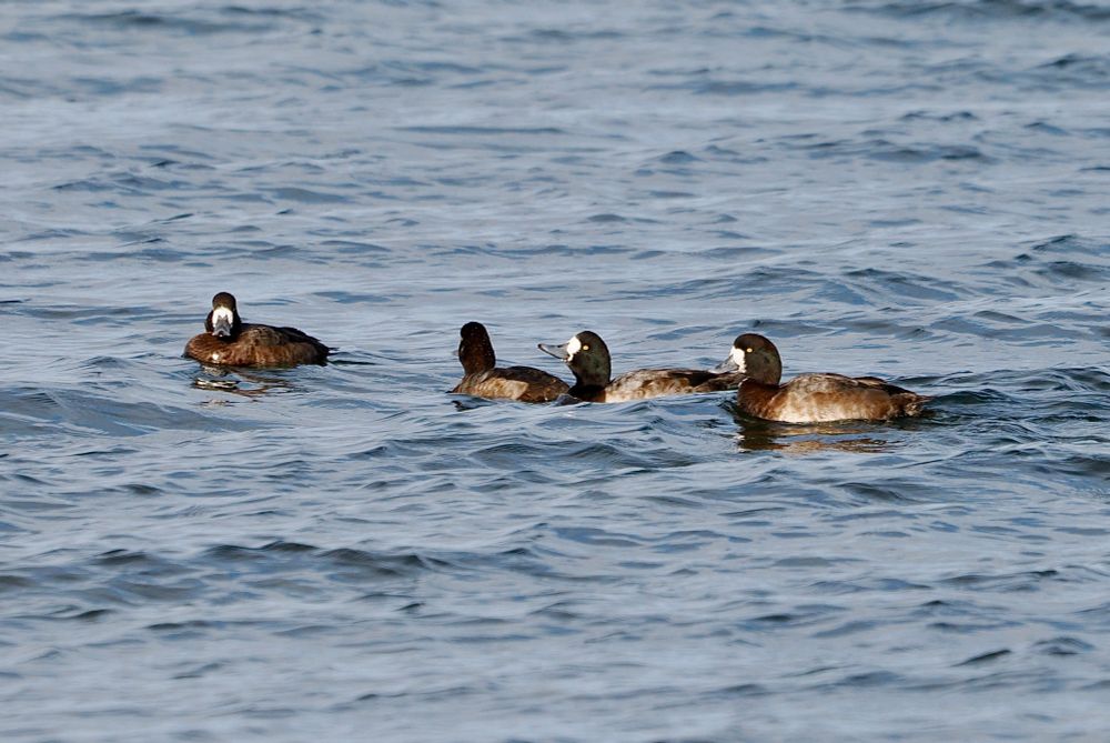 Scaup