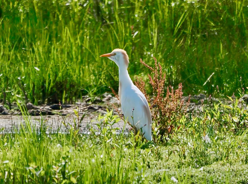 Cattle Egret