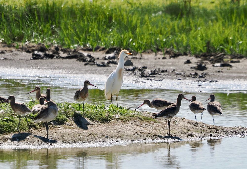 Cattle Egret