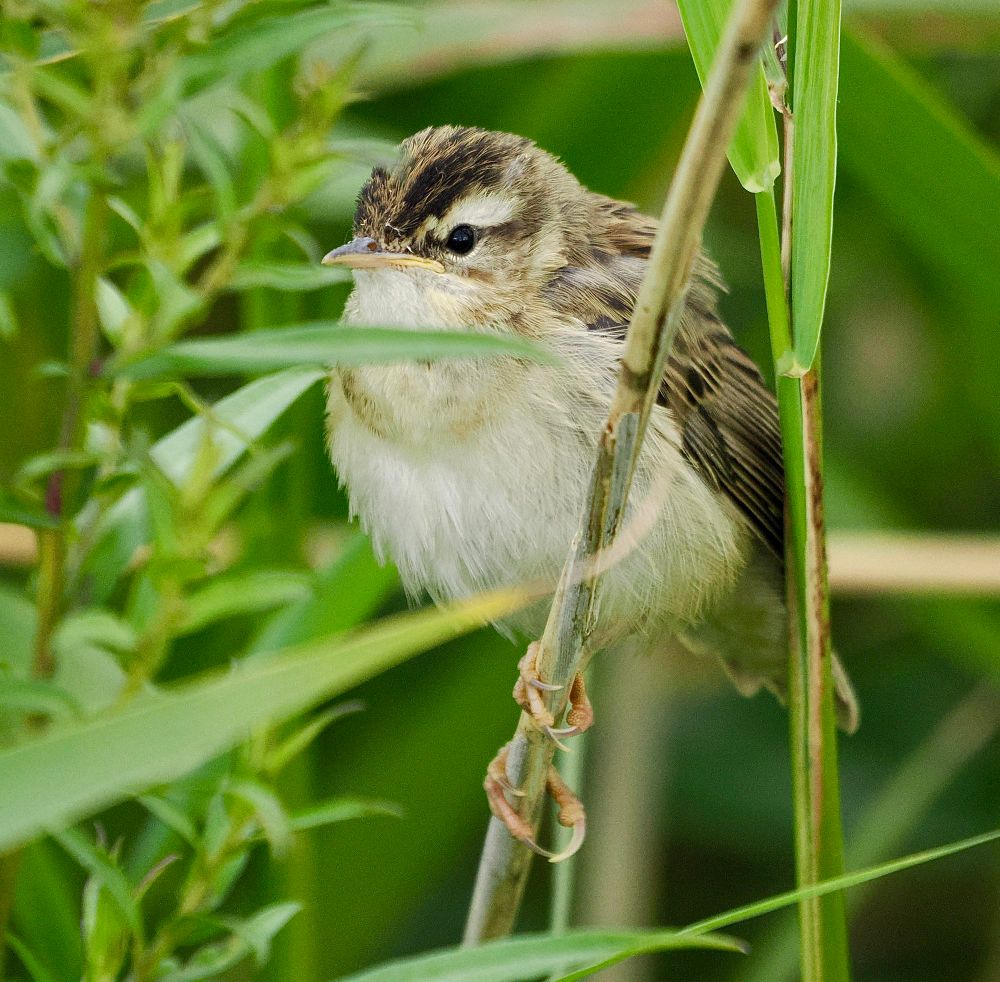 Recently fledged Sedge Warbler. 