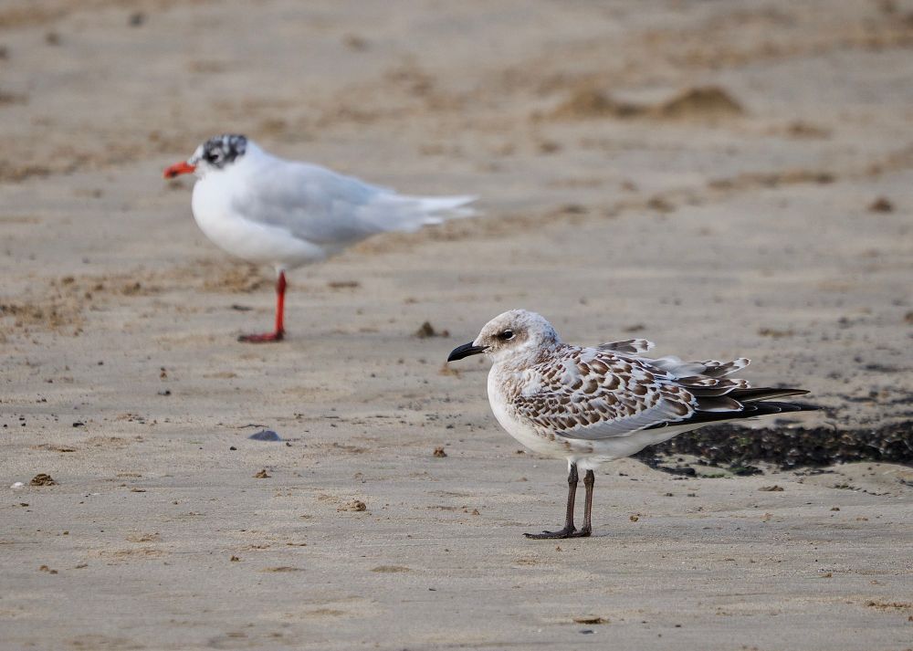 Juvenile and adult Mediterranean Gulls. 