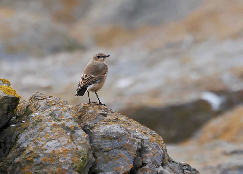 Wheatear perched on lichen patched limestone rocks. 